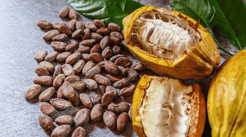 Du chocolat à la source (Moustique février 2021)